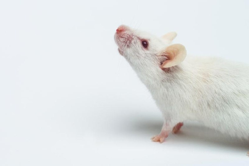 Метформин: ожидания не оправдались Метформин около 10 лет подряд считался очень перспективным геропр...